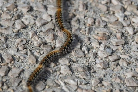 Procissão da lagarta do pinheiro