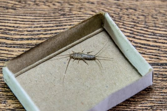 Como eliminar o peixinho prata?