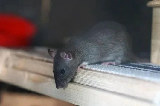 Rato encontrado em casa