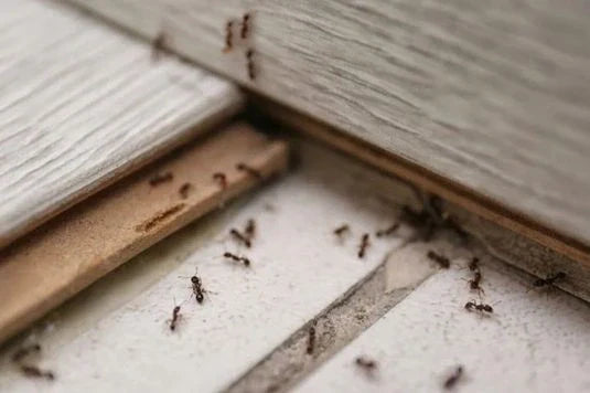 Infestação de formigas em casa