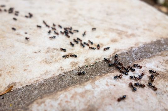 infestação de formigas em casa