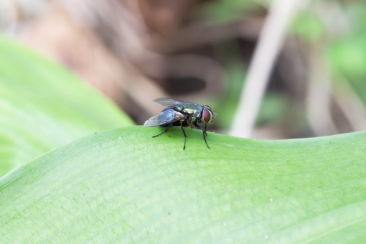 mosca no jardim