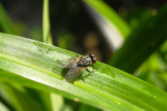 mosca na plantas da casa