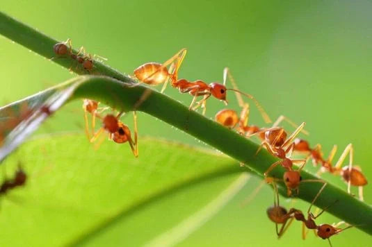 Porque é importante eliminar formigas?