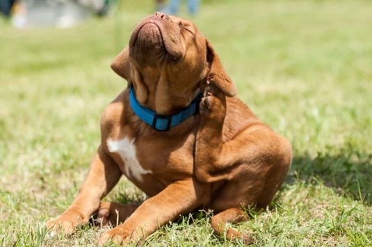 pulgas no cão