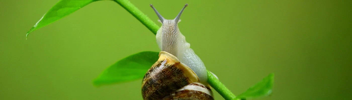 caracol nas plantações