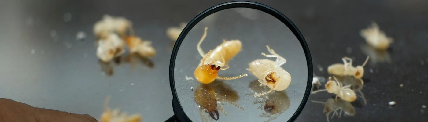 madeira danificada por térmitas