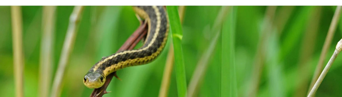 Afastar cobras e serpentes