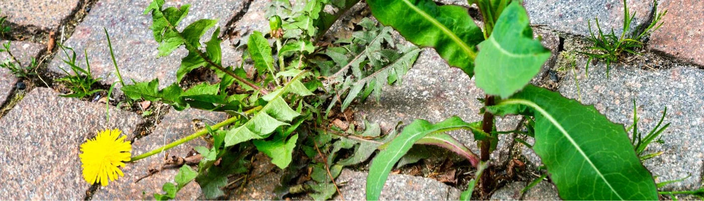 ervas daninhas no passeio de casa