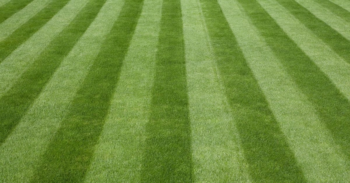 relvado verde e saudável