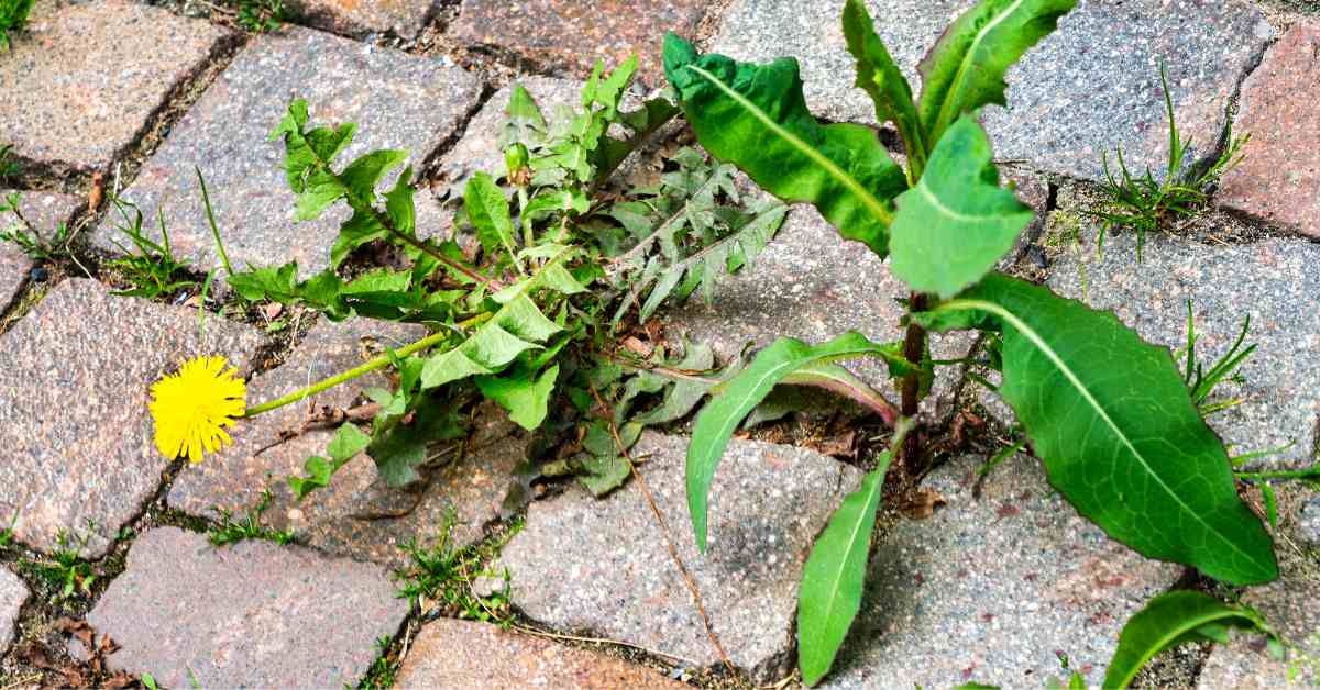 ervas daninhas no passeio de casa