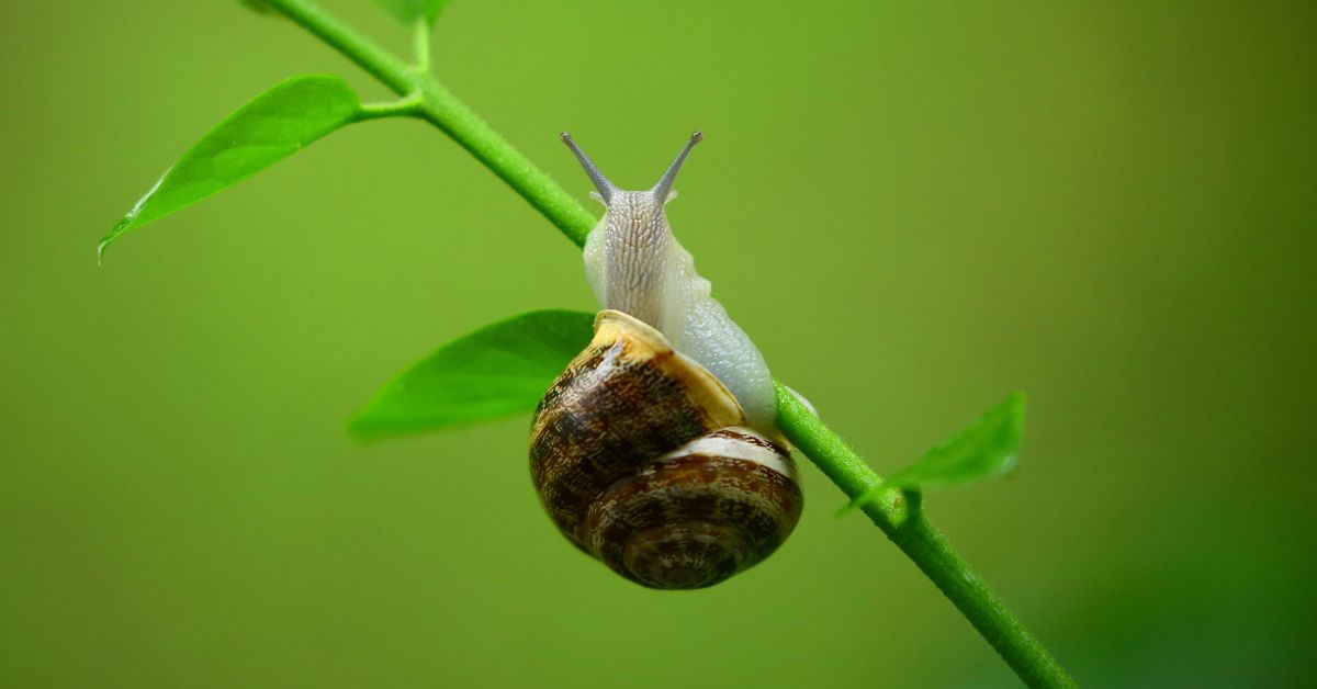 caracol nas plantações