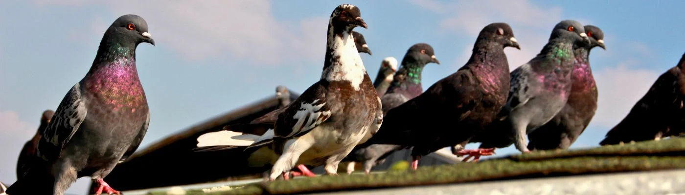 infestação de pombos na varanda