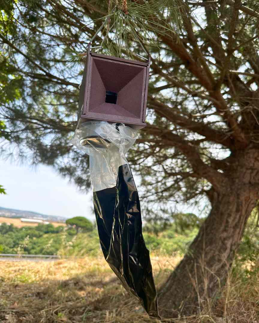 Combater Traça da Processionária do Pinheiro