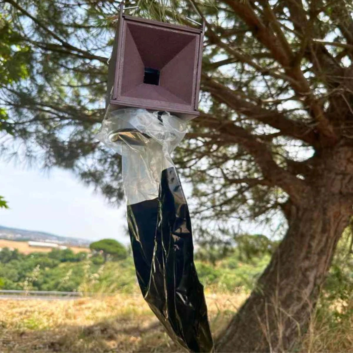 Combater Traça da Processionária do Pinheiro