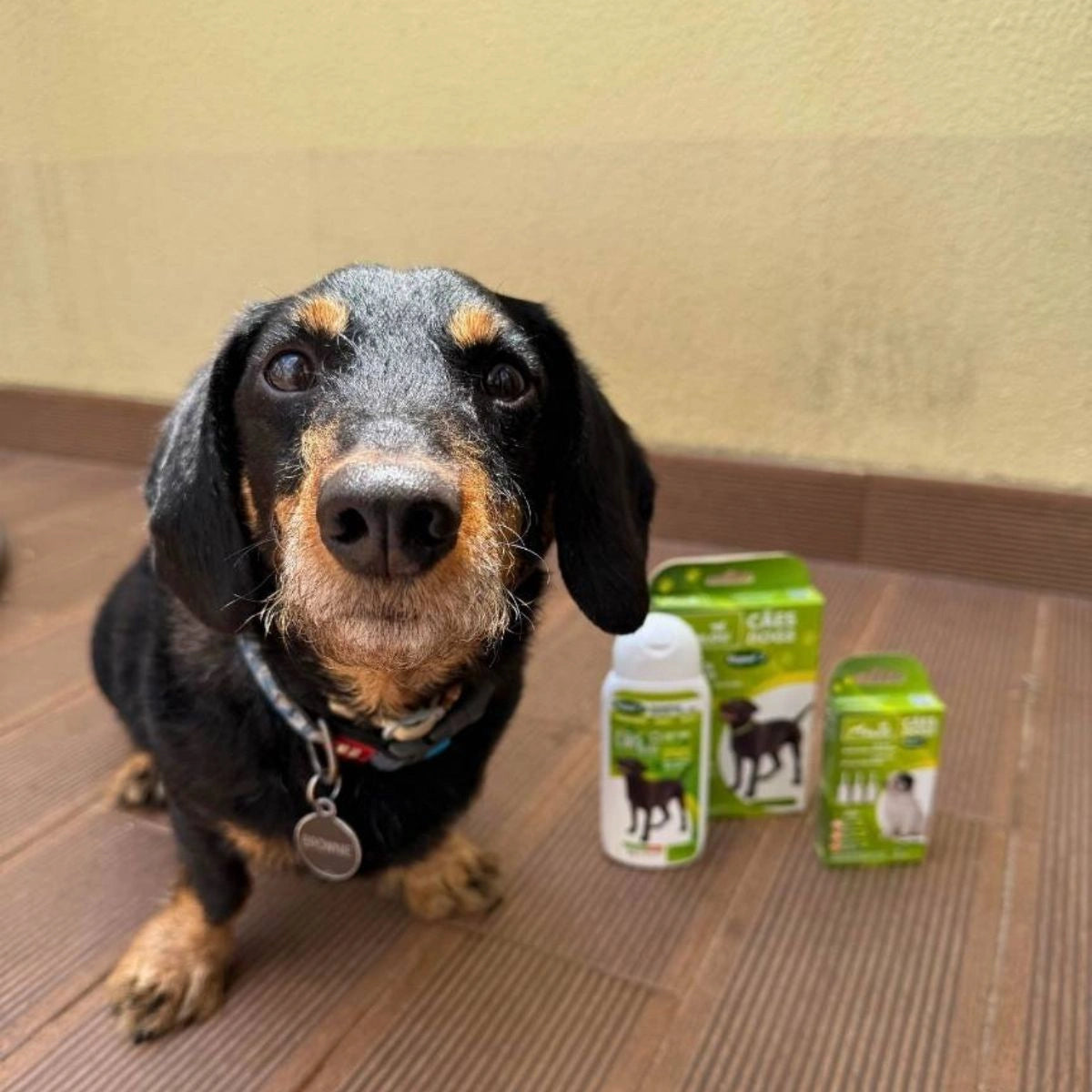 kit anti-pulgas para proteger o cão